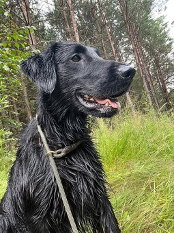 Flat coated retriever s PP, odběr 1 týden květen - 7