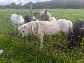 Více American minihorse na prodej - 7