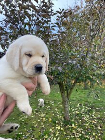 Štěňátka labradorského retrievera - 7