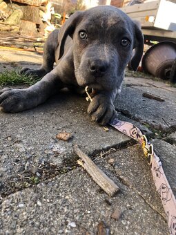 Prodám fenu cane corso - 7