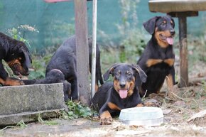 Beauceron s PP - 7