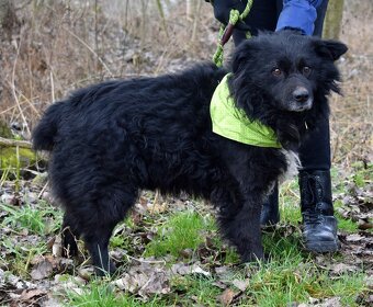 TICEAS K ADOPCI- 3 ROKY,TULÍCÍ ČERTÍK,HODNÝ,KLIDNÝ - 7