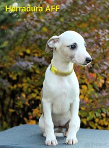 Whippet,Vipet s PP - 7