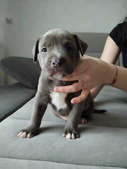 Americký stafordšírský teriér  amstaff - 7