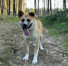 DENY K ADOPCI - X-AKITA INU - hravý mazel - 7