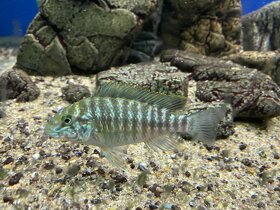 Tanganika - Tlamovec - Petrochromis Macrognathus Kasanga - 7