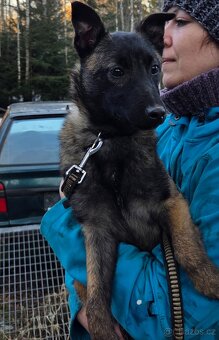 Belgicky ovcak malinois s pp - 7