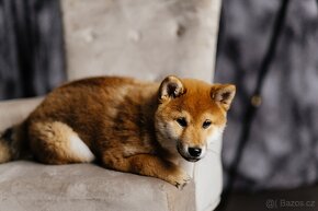 Nabídka kryti- Shiba inu s FCI PP - 7