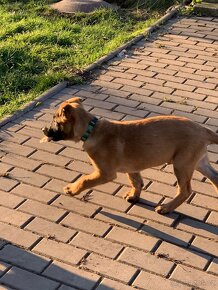 Belgický ovčák malinois - 7