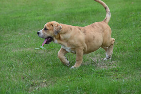 american bully XXL -  FENA - 7