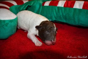 Lagotto Romagnolo s PP - 7