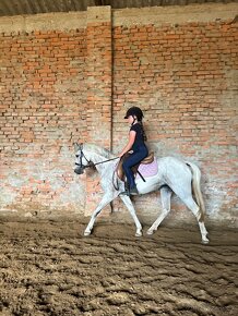 Luxusná březí welsh pony B - 7