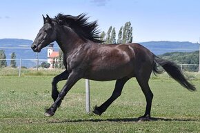 Fellský pony - spolehlivá klisna na chov a rekreaci - 7