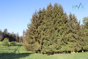 Lesní pozemky 8922 m2, obec Kolová, katastrální území Háje u - 7