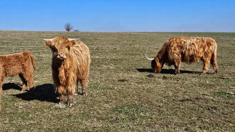 jalovice skotský náhorní skot - highland - 7