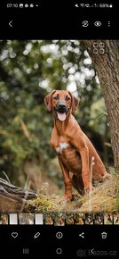 Rhodesian Ridgeback - 7