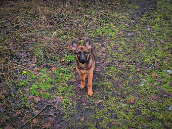 Belgický ovčák Malinois x Německý ovčák - 7