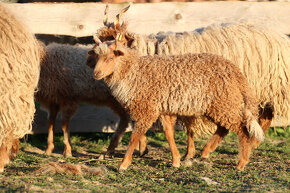 Cápova ovce - ovečky a beránci Hortobagy racka sheep - 7