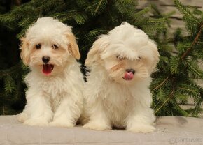 Maltipoo F1 - 7