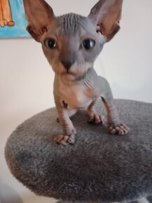 Koťátka sphynx - 7