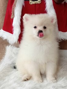 Krásný Maličký Pejsek NŠ / Pomeranian - Cream Strakoš - 7