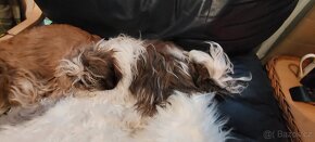 Prodám krásna štéňata pejsek Shih-tzu,shihtzu,shi-tzu odberu - 7