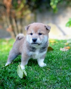 Shiba Inu s PP FCI - 7