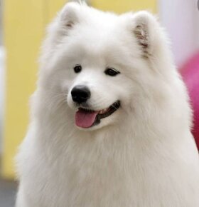 Samojed - 7