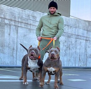 American bully xl, pitbull xxl - 7