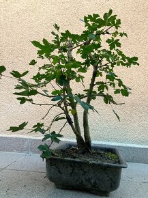 Bonsai, Bonsaj, jamadori, javor babyka 3kmen - 7