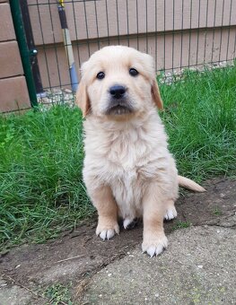 Zlatý retrívr, golden retriever - štenata - 7