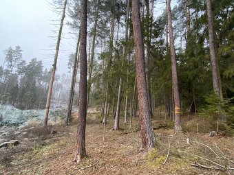 Lesní pozemek Břežany u Rakovníka - 7