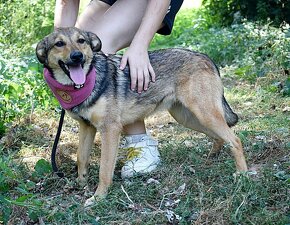 GWENDA K ADOPCI - SKORO ROČNÍ, HODNÁ,HRAVÁ HOLČIČKA - 7