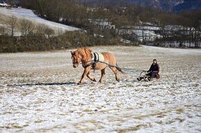 Sportovní B pony - 7