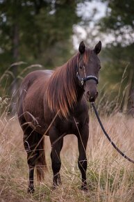 Připouštění AQH Hollywood Buckskin - 7