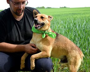 INKY K ADOOPCI - 2 ROKY,PŘÁTELSKÝ, KAMARÁD,VHODNÝ K SENIORŮM - 7