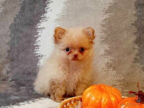 Kouzelný Pejsek - NŠ/Pomeranian - Bez PP - Cream - 7