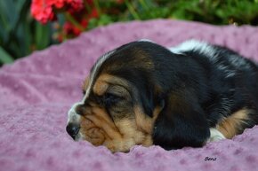 BASSET HOUND s PP - 7