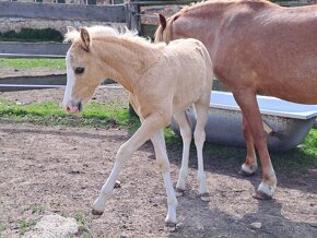 Pony hřebeček kvh cca135cm - 7