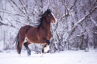 Připouštění Welsh cob v AP - 7