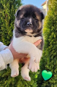 Americká akita (American akita) - 7