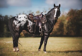 Připouštění hřebcem APPALOOSA - 7