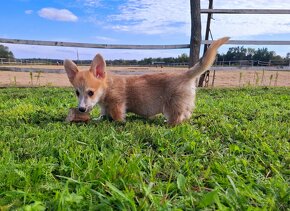 Welsh corgi pembroke - 7