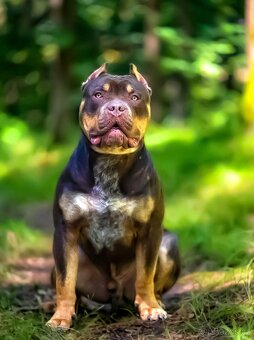 Krytí American Bully XL - 7