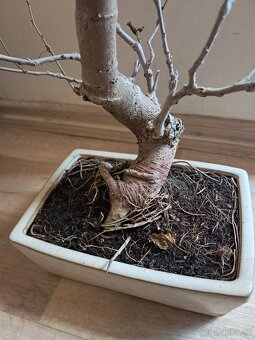 Bonsai,bonsaj Morušovnik - 7