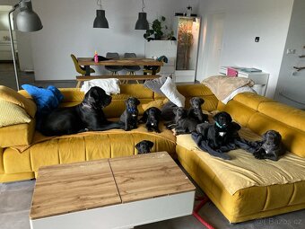 CANE CORSO PSÍ SLEČNA K ODBĚRU - 7