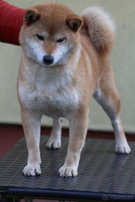 Shiba Inu s PP FCI - 7