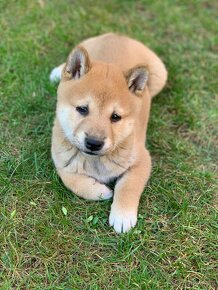 Shiba inu - 7