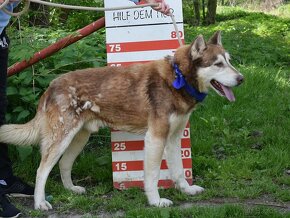 BENITO K ADOPCI - přátelský husky mazel - 7