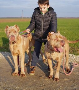 BANDOG - 7